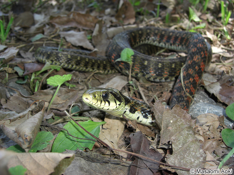 ヤマカガシ Rhabdophis tigrinus
