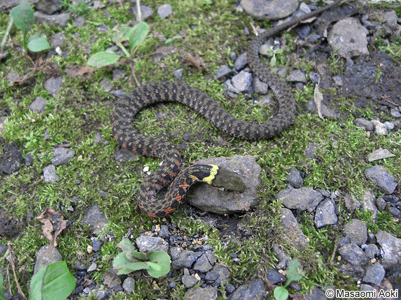 ヤマカガシ Rhabdophis tigrinus