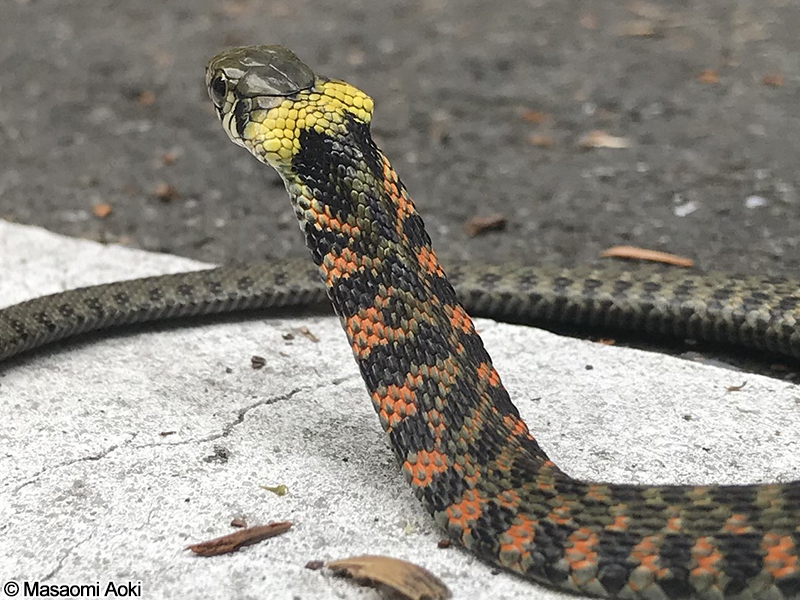 ヤマカガシ Rhabdophis tigrinus