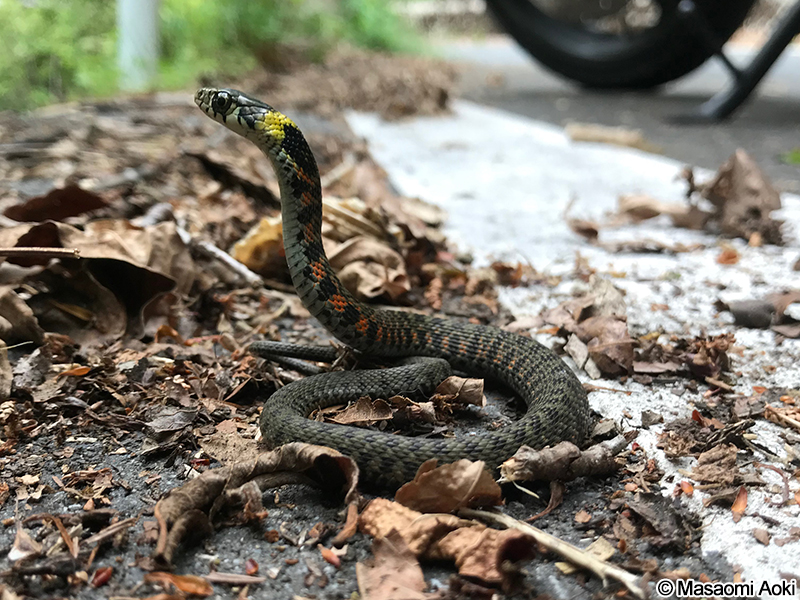 ヤマカガシ Rhabdophis tigrinus