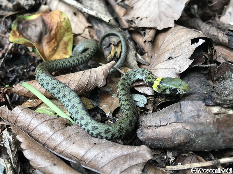 ヤマカガシ Rhabdophis tigrinus