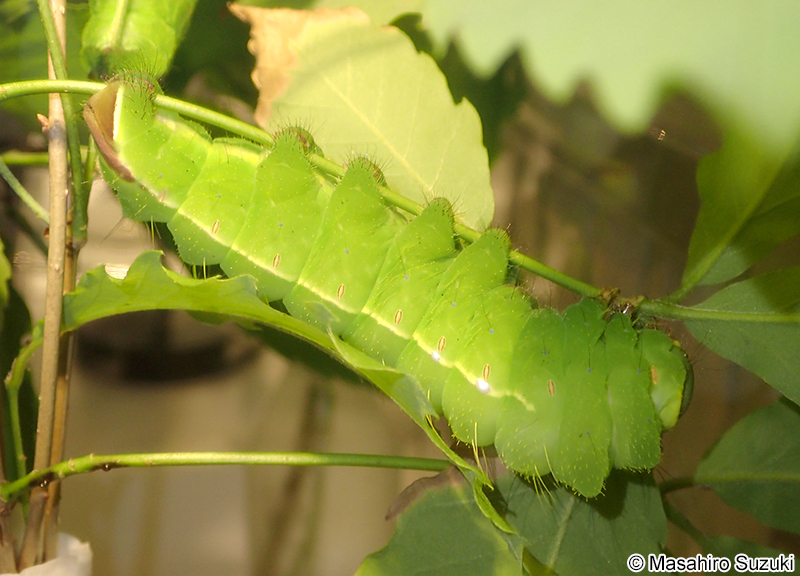 ヤママユの幼虫