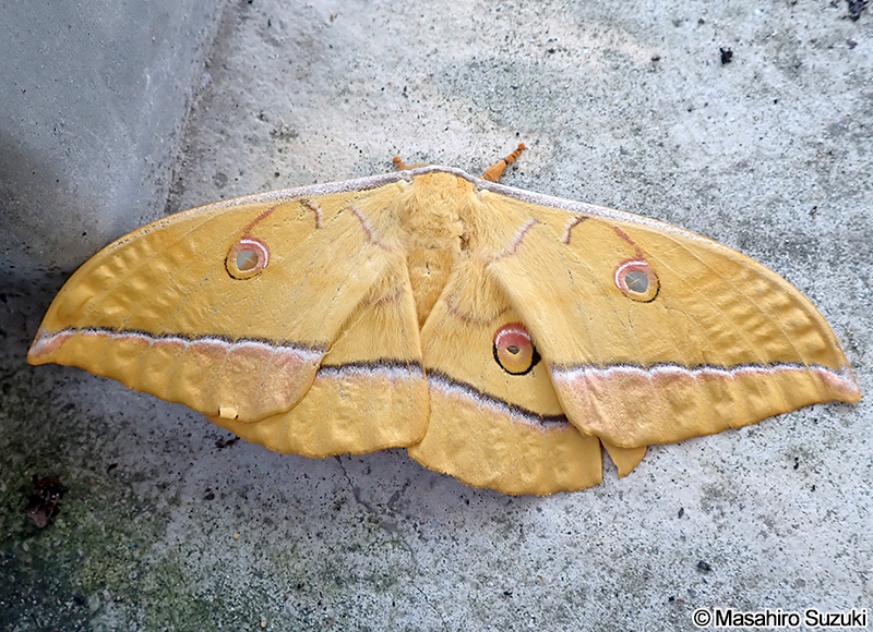 ヤママユ Antheraea yamamai