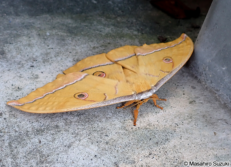 ヤママユ Antheraea yamamai