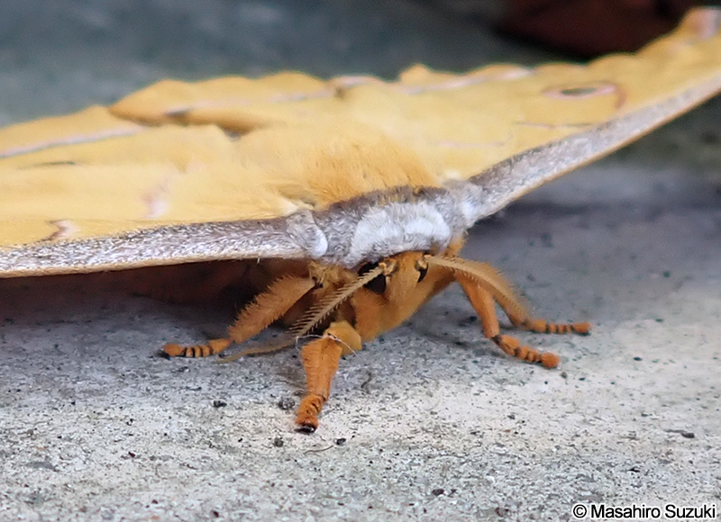 ヤママユ Antheraea yamamai
