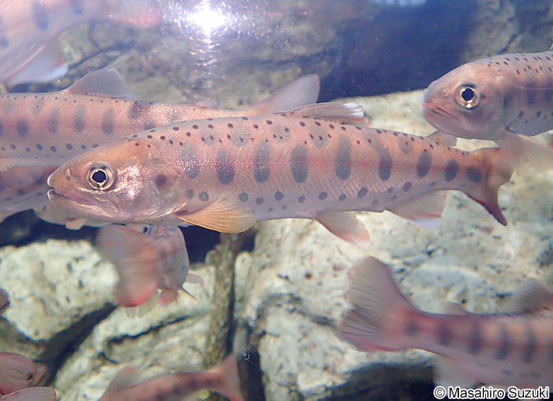 サクラマス（ヤマメ） Oncorhynchus masou masou