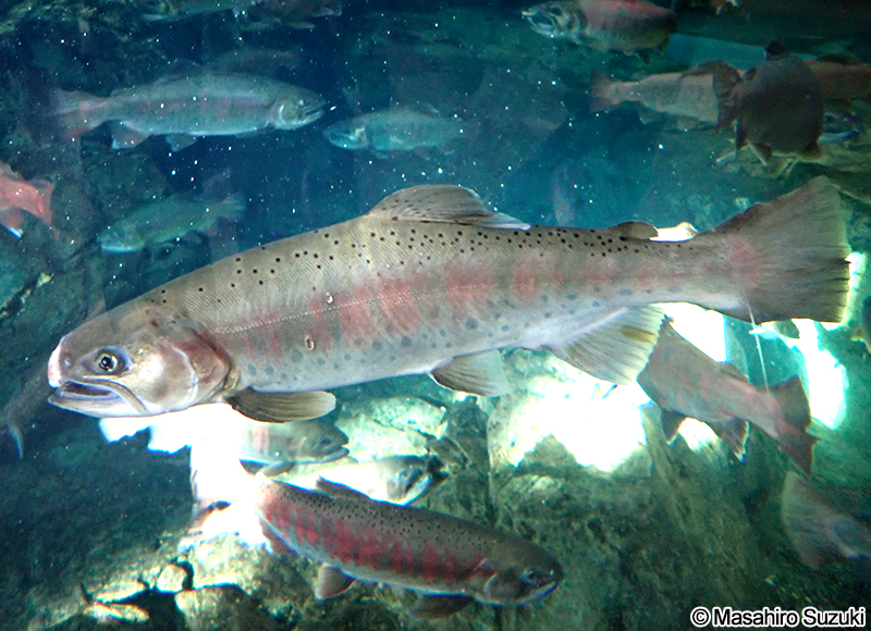 サクラマス Oncorhynchus masou masou