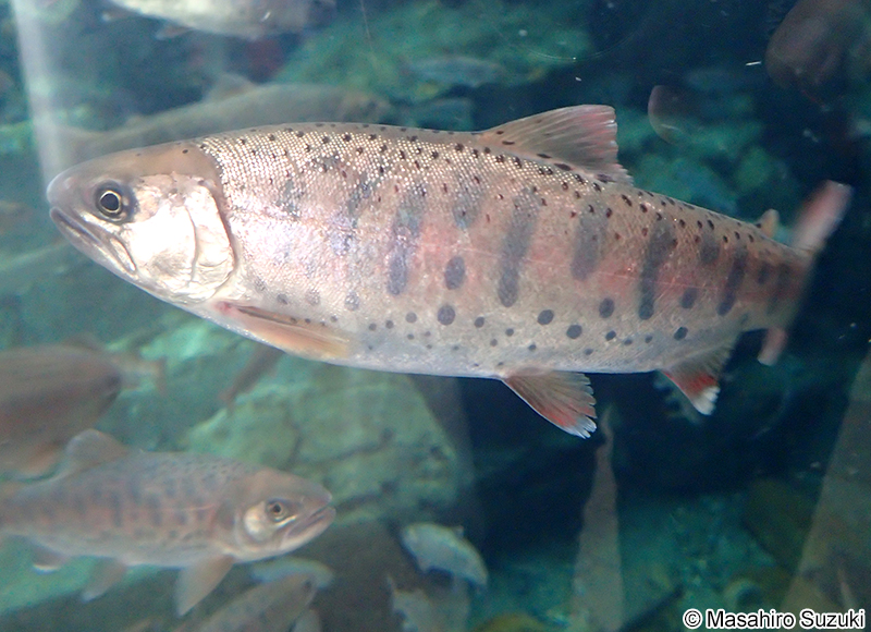 サクラマス（ヤマメ） Oncorhynchus masou masou