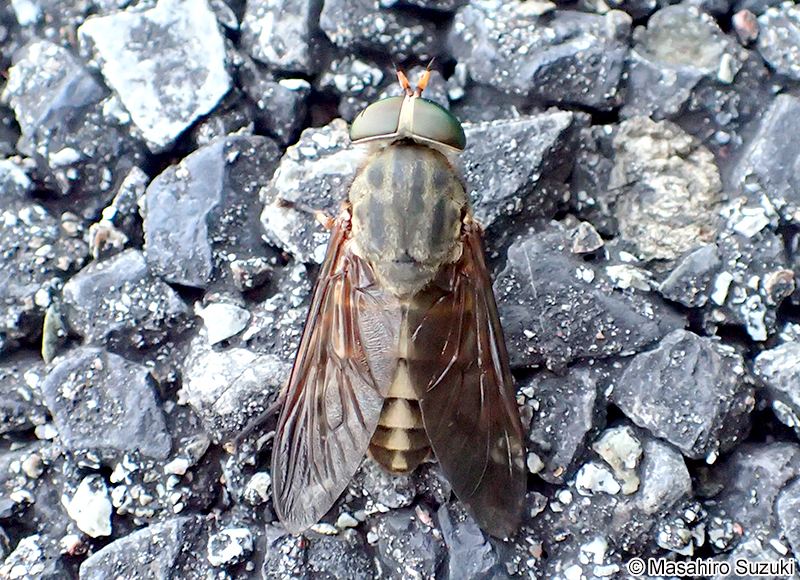 ヤマトアブ Tabanus rufidens