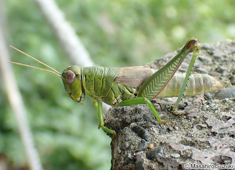 ヤマトフキバッタ Parapodisma setouchiensis