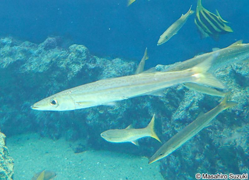ヤマトカマス Sphyraena japonica