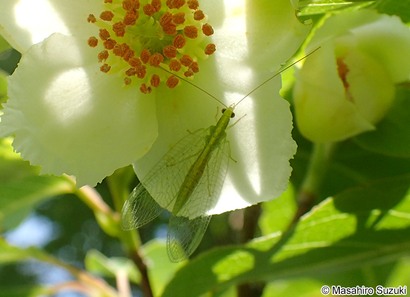ヤマトクサカゲロウ Chrysoperla carnea