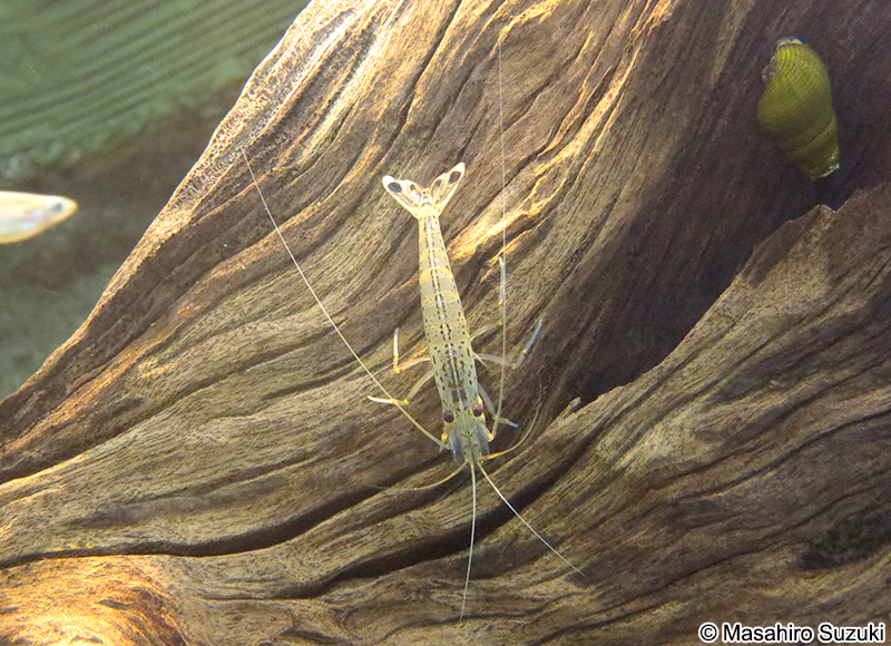 ヤマトヌマエビ　Caridina multidentata