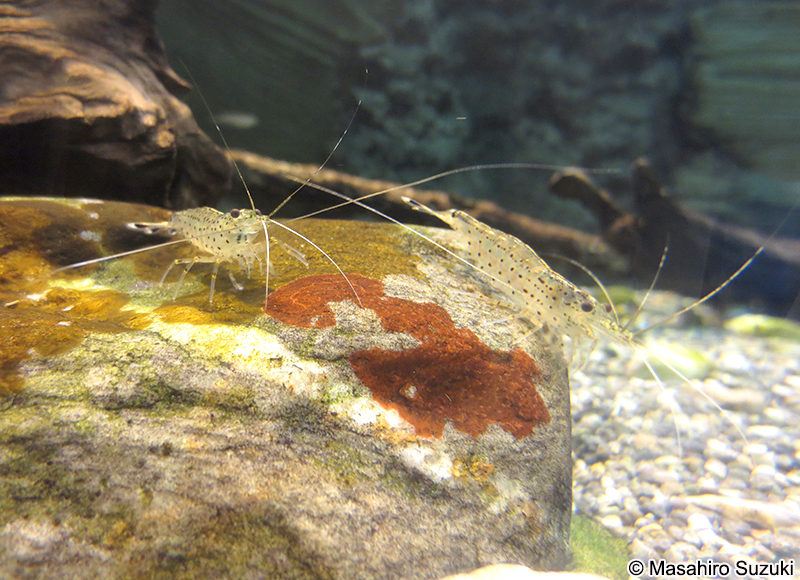 ヤマトヌマエビ　Caridina multidentata
