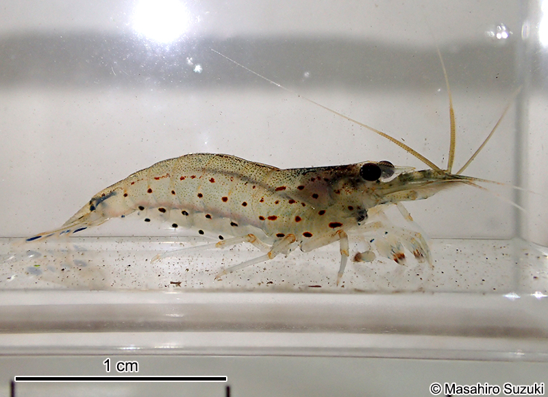 ヤマトヌマエビ　Caridina multidentata