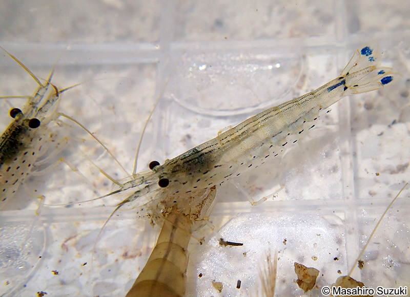ヤマトヌマエビ　Caridina multidentata