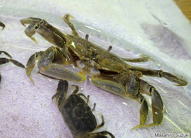 ヤマトオサガニ Macrophthalmus japonicus