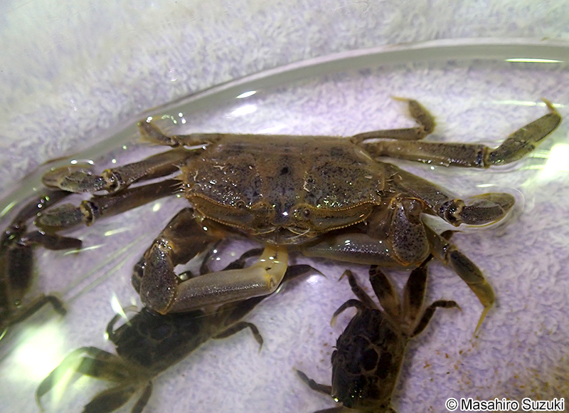ヤマトオサガニ Macrophthalmus japonicus