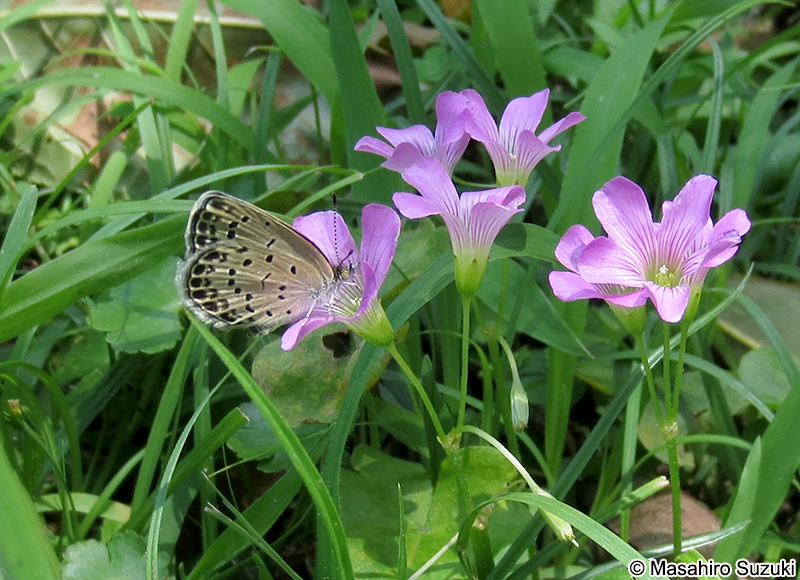 ヤマトシジミ Pseudozizeeria maha