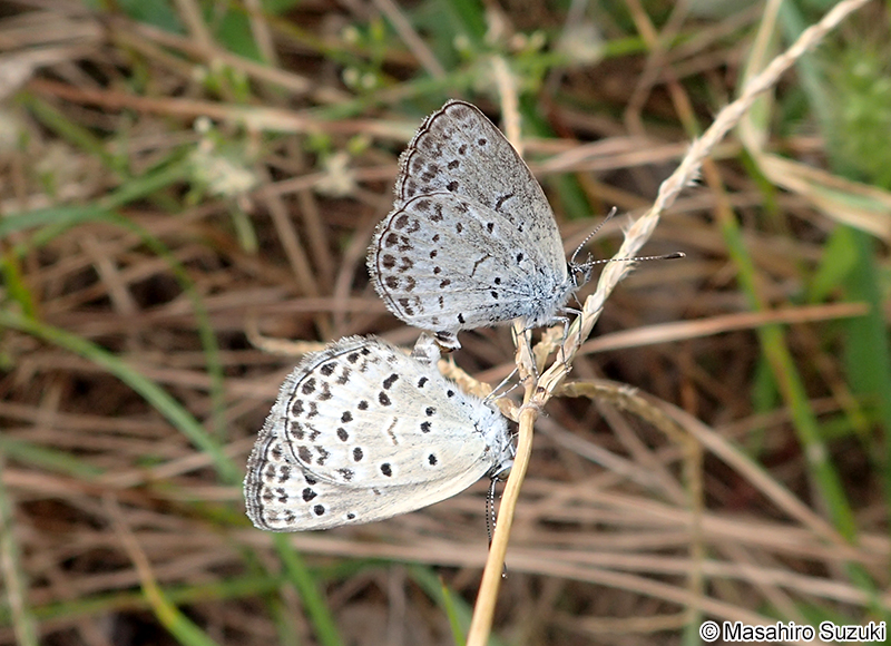 交尾中のヤマトシジミ