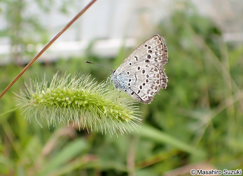 ヤマトシジミ Pseudozizeeria maha