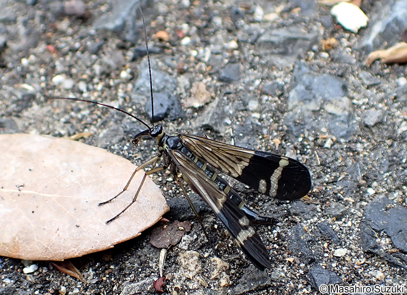 ヤマトシリアゲ Panorpa japonica