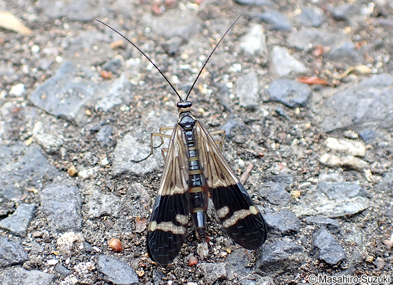 ヤマトシリアゲ Panorpa japonica