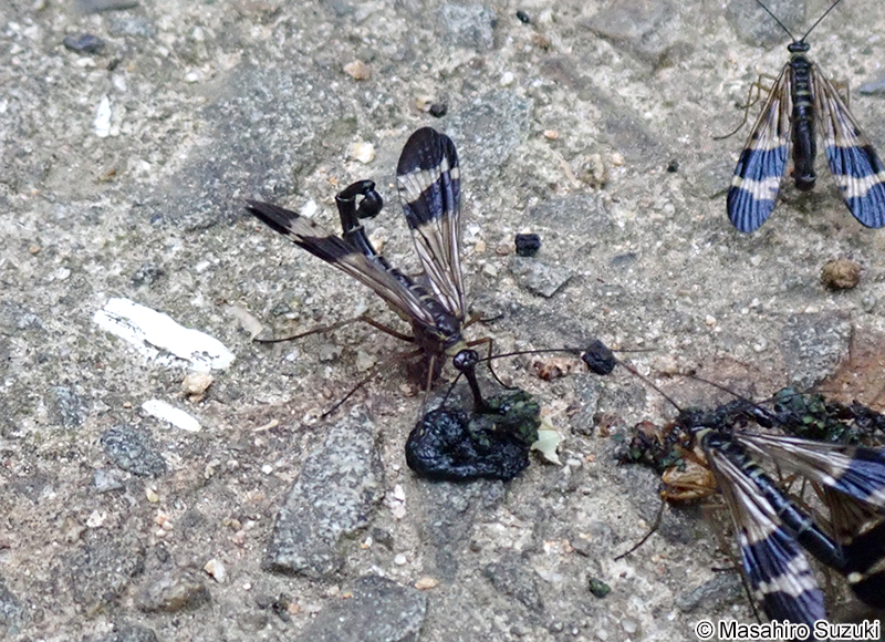 ヤマトシリアゲ Panorpa japonica