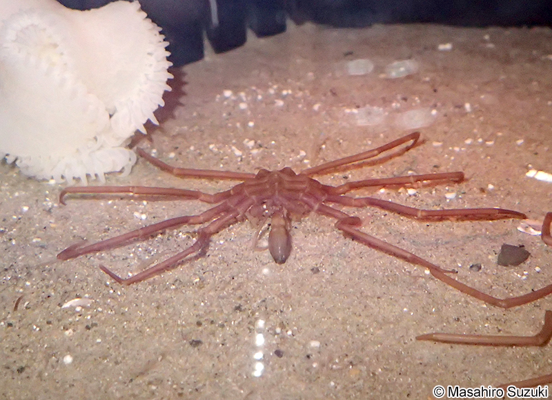 ヤマトトックリウミグモ Ascorhynchus japonicus