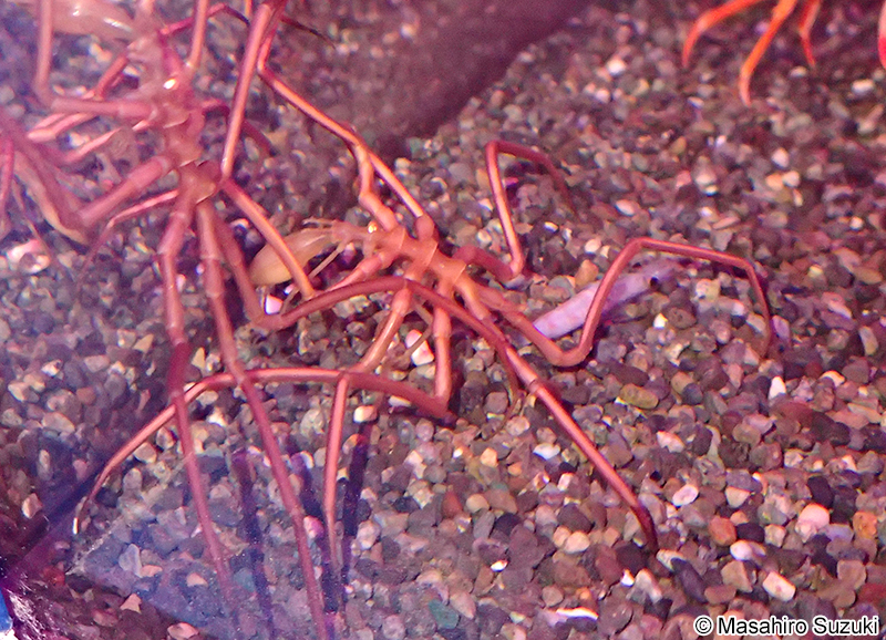 ヤマトトックリウミグモ Ascorhynchus japonicus