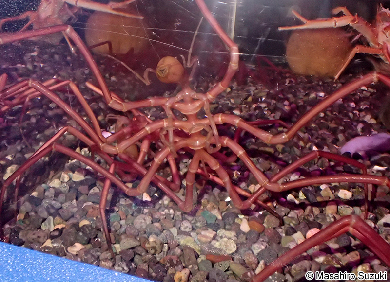 ヤマトトックリウミグモ Ascorhynchus japonicus