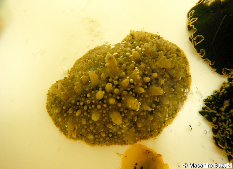 ヤマトウミウシ Homoiodoris japonica