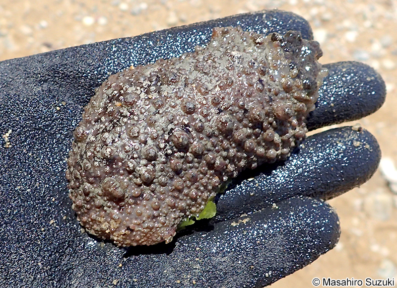 ヤマトウミウシ Homoiodoris japonica