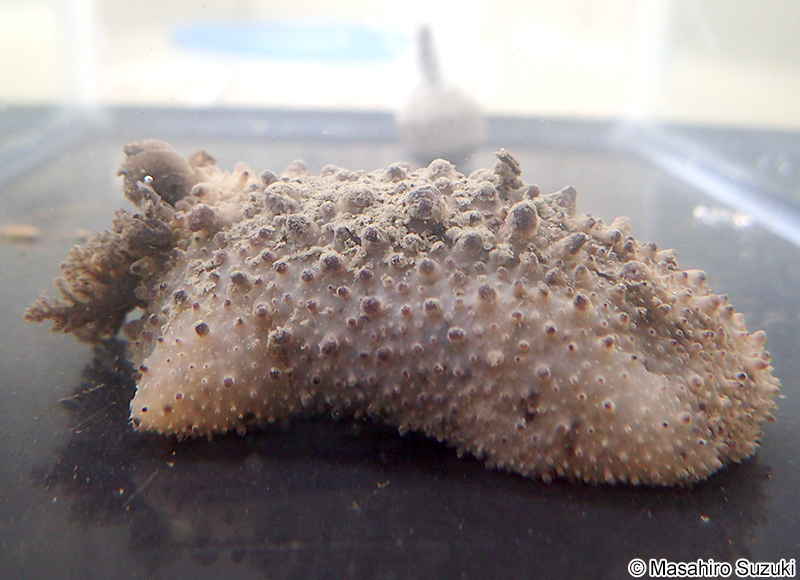 ヤマトウミウシ Homoiodoris japonica