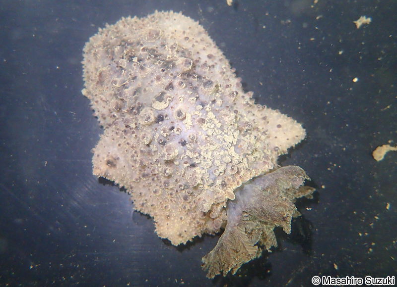 ヤマトウミウシ Homoiodoris japonica