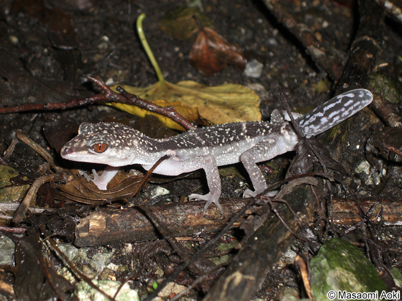ヤンバルトカゲモドキ Goniurosaurus nebulozonatus