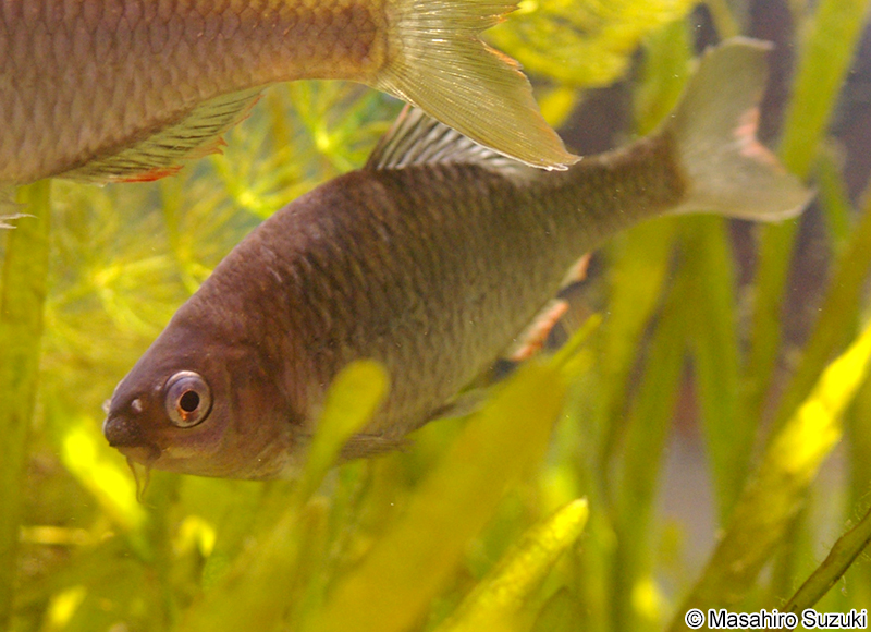 ヤリタナゴ Tanakia lanceolata