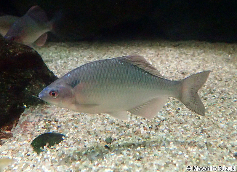 ヤリタナゴ Tanakia lanceolata