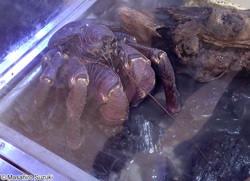 ヤシガニ Birgus latro