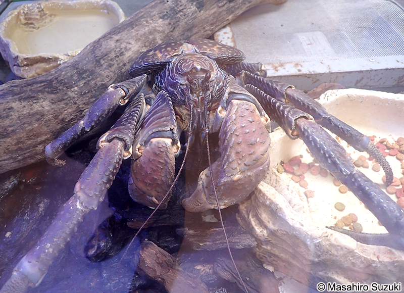 ヤシガニ Birgus latro