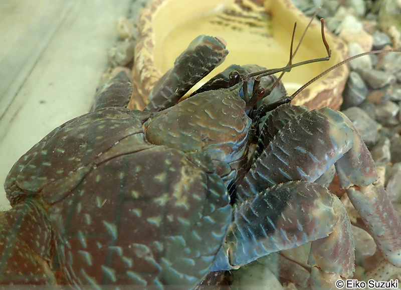 ヤシガニ Birgus latro