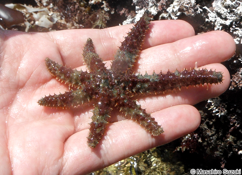 ヤツデヒトデ Coscinasterias acutispina
