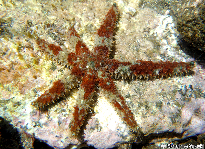 ヤツデヒトデ Coscinasterias acutispina