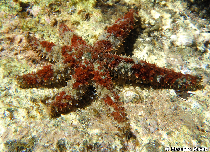 ヤツデヒトデ Coscinasterias acutispina