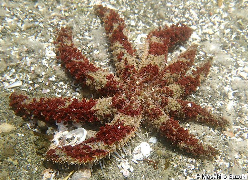 ヤツデヒトデ Coscinasterias acutispina
