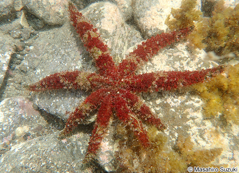 ヤツデヒトデ Coscinasterias acutispina