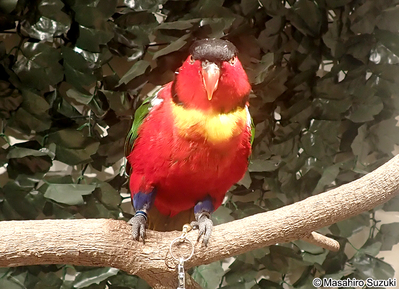 ヨダレカケズグロインコ Lorius chlorocercus