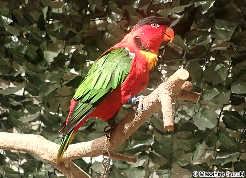 ヨダレカケズグロインコ Lorius chlorocercus