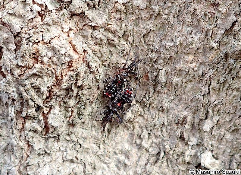 ヨコヅナサシガメ Agriosphodrus dohrni