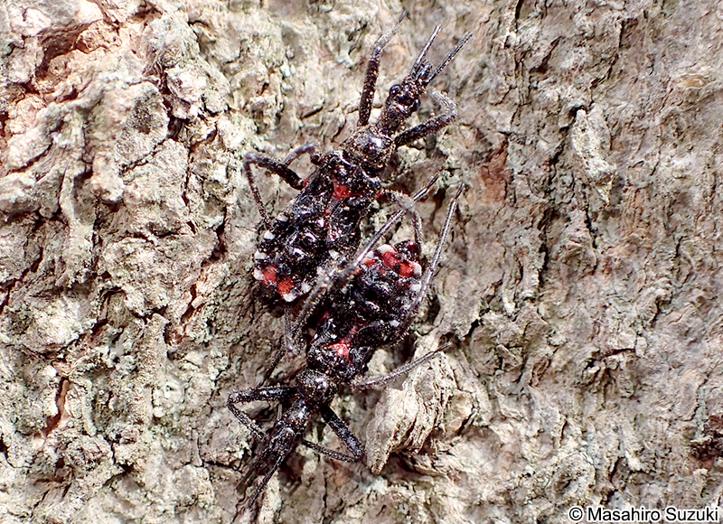 ヨコヅナサシガメ Agriosphodrus dohrni